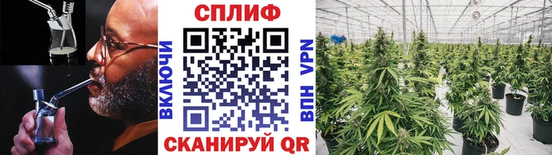 Конопля конопля  Купить закладки  Аркадак 